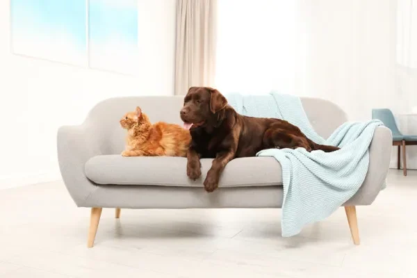 Profesionální čištění sedaček po domácích mazlíčcích – odstranění chlupů a zápachu.